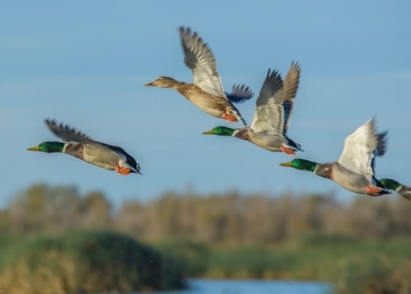 USDA Boosts Wild Bird Surveillance For Avian Influenza Pork Business